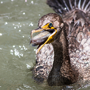 images/2014-08-07_1686_cormorant_pelican_encounter_tracy_aviary_slc_ut.jpg
