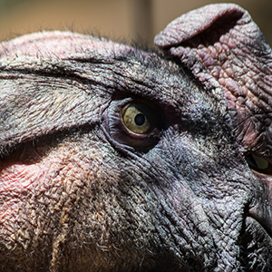 images/2014-08-07_1702_andean_condor_tracy_aviary_slc_ut.jpg