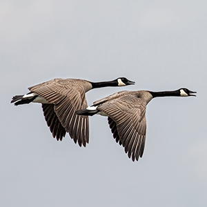 images/2019-03-09_9572_in_sync_canada_geese_in_flight_farmington_bay_waterfowl_management_area_ut.png