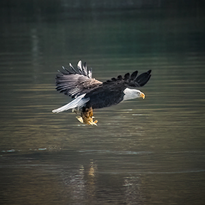 images/2020-10-04_9380_bald_eagle_fishing_six_ouray_national_wildlife_refuge_randlett_ut.jpg
