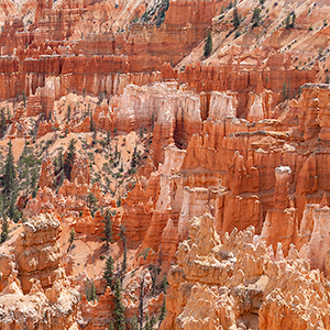 images/2018-04-27_1230277-0279_tree_in_canyon_bryce_canyon_np_sunset_point_overlook_ut.jpg
