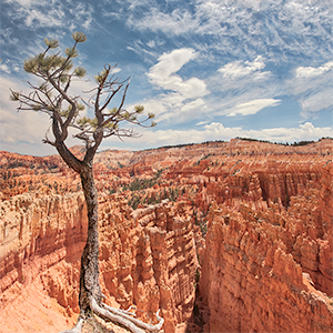 images/2018-04-27_1230286-0297_tree_on_the_edge_of_a_ledge_sunset_point_overlook_bryce_cyn_ut.jpg