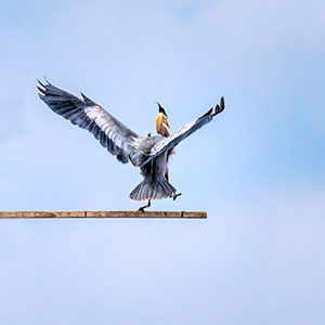images/
2019-03-09_9414_the_center_of_attention-1_great_blue_heron_rookery_farmington_bay_waterfowl_management_area_ut.jpg