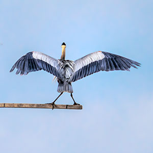 images/
2019-03-09_9418_the_center_of_attention-3_great_blue_heron_rookery_farmington_bay_waterfowl_management_area_ut.jpg