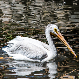 images/2014-08-07_1641_pelican_tracy_aviary_slc_ut.jpg