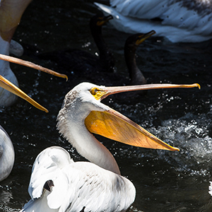 images/2014-08-07_1659_pelican_encounter_tracy_aviary_slc_ut.jpg