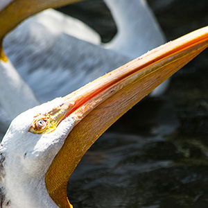 images/2014-08-07_1690_pelican_encounter_tracy_aviary_slc_ut.jpg