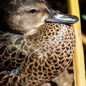 images/2014-08-07_1934_blue-winged_teal_tracy_aviary_slc_ut.jpg