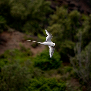 images/2019-09-18_1814_white-tailed_tropicbird_kilauea_point_national_wildlife_refuge_kauai_hi.jpg