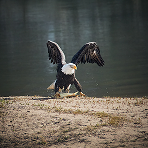 images/2020-10-04_9352_bald_eagle_fishing_three_ouray_national_wildlife_refuge_randlett_ut.jpg