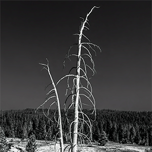 images/2018-09-17_1290355_bleached_tree_old_faithful_upper_geyser_basin_yellowstone_np_wy_bw.jpg