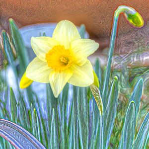 images/2015-03-15_2803_daffodils_and_buds_ws_slc_ut.jpg