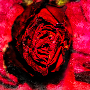 images/2016-02-21_4599_dried_red_rose_bud_on_red_petals_ws_slc_ut.jpg