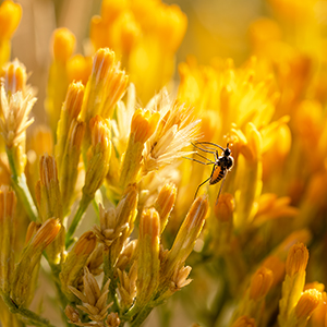 images/2024-09-21_5267-5269-HDR_bee-fly_on_rabbit_brush_mineral_mtns_milford_ut.jpg