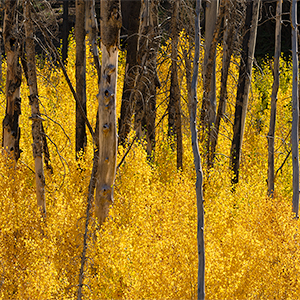 images/2022-09-25_2182_carpet_of_yellow_fall_colors_argyle_canyon_duchesne_ut.jpg